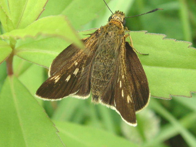 イチモンジセセリ