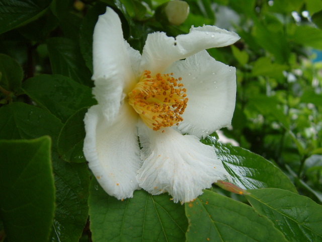 沙羅の花