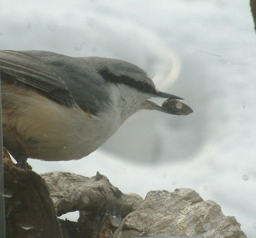 ゴジュウカラ