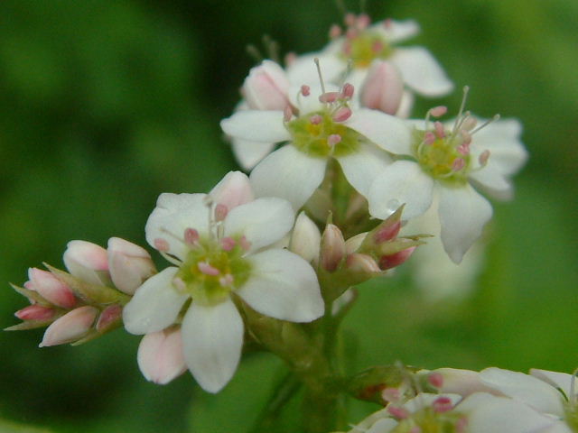 蕎麦の花