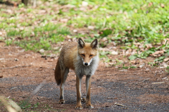 キタキツネ