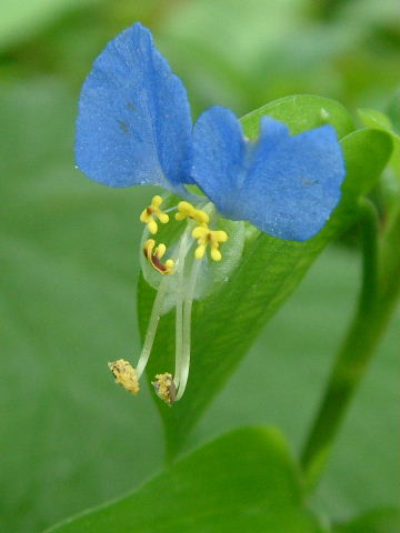 露草