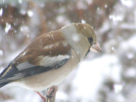 シメ