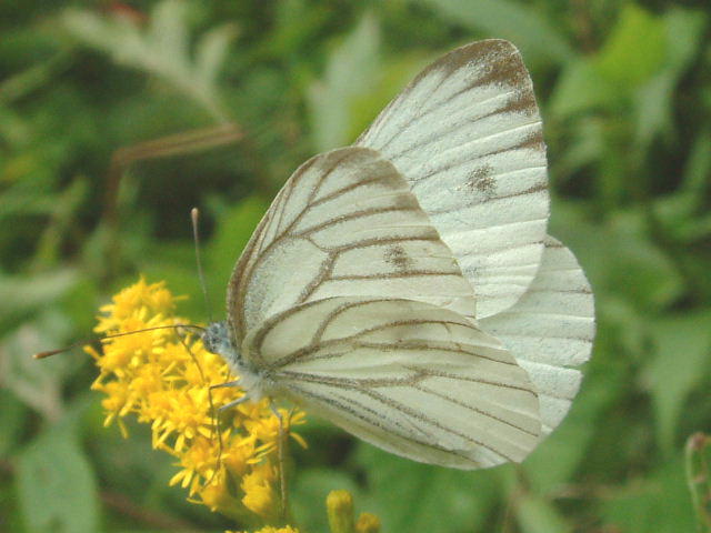 オオモンシロチョウ