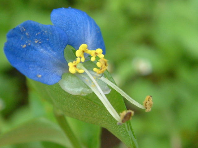 露草