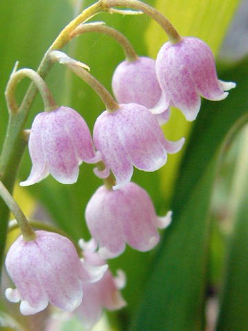 ピンクのすずらん 1471.jpg