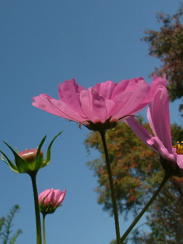 秋桜