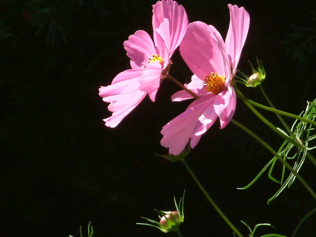 秋桜