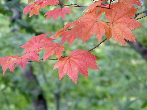 紅葉