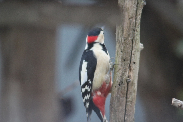 アカゲラ♂