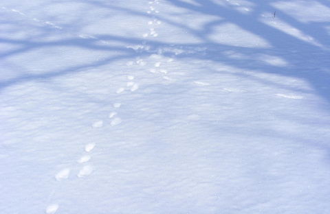 雪原