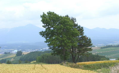 哲学の樹