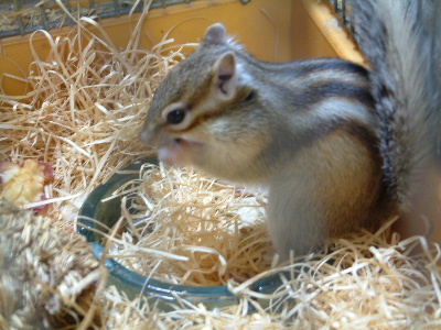 シマリス