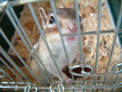 シマリス