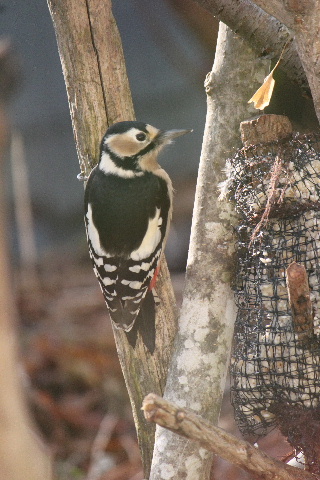 アカゲラ♀