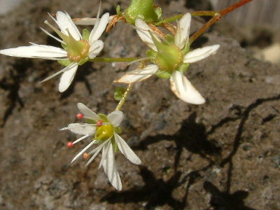 ダイモンジソウ