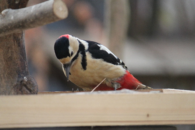 アカゲラ♂