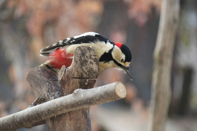 アカゲラ♂