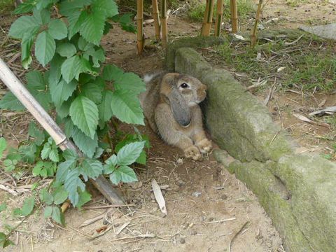 まったり