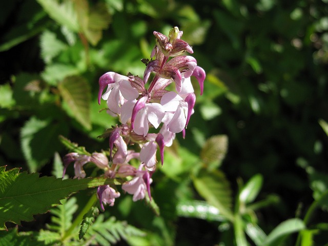 hana230105白山ヨツバシオガマ