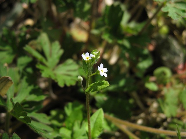 hana200407キュウリグサ