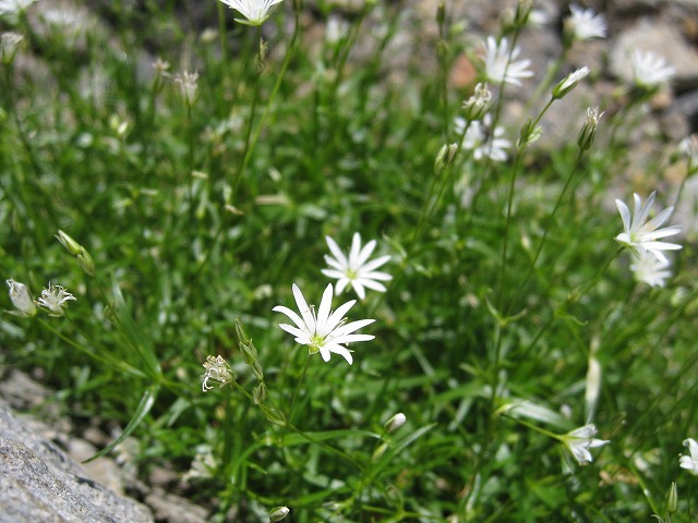 hana220719白山イワツメクサ