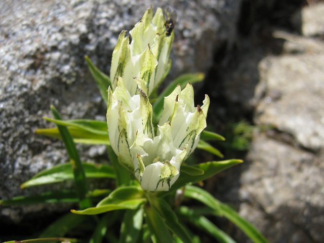 hana210108-200810木曽駒ヶ岳トクヤクリンドウ