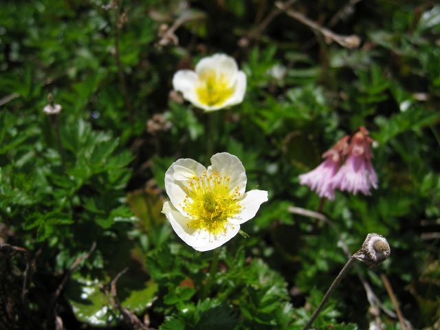 hana220719白山チングルマ