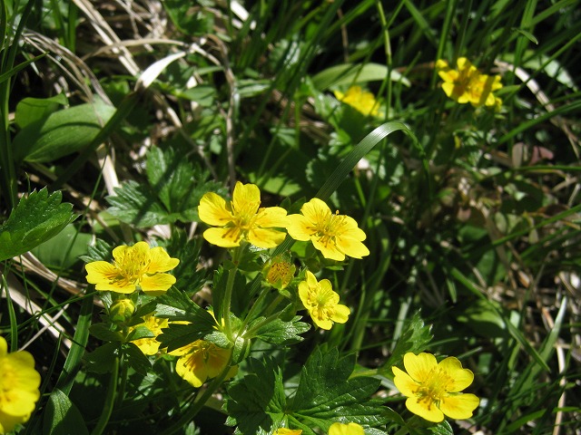 hana220719白山ミヤマキンバイ