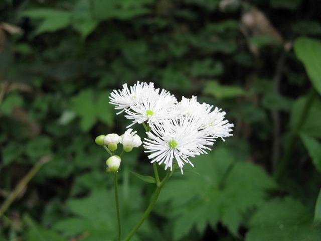 hana210713白山カラマツソウ１