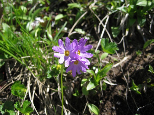 hana221217白山220719ハクサンコザクラ