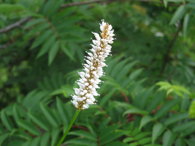 hana230118白山イブキトラノオ