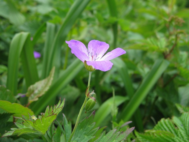 hana221222ハクサンフウロ１