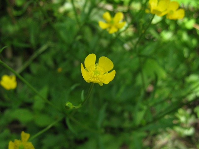 hana230107白山ミヤマキンポウゲ