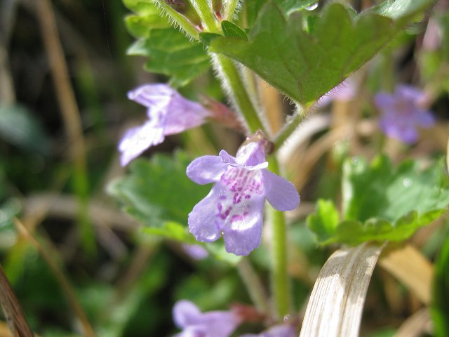 hana200421カキドオシ