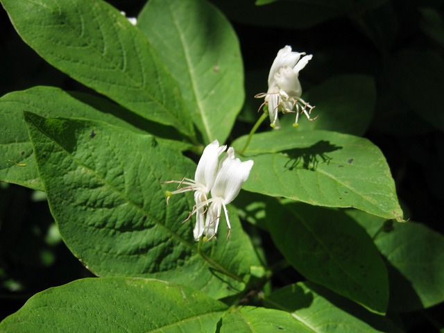 hana221225白山オオヒョウタンボク