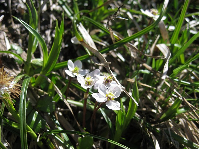 hana230210白山1013コシジオウレン