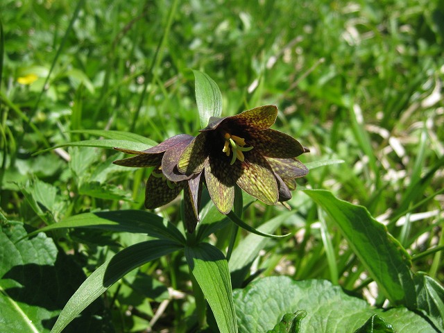 hana221223白山クロユリ2