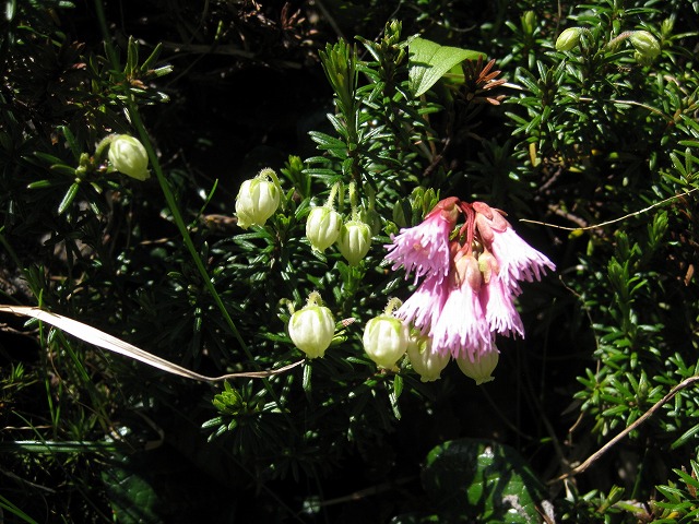 hana230211白山アオノツガザクラ