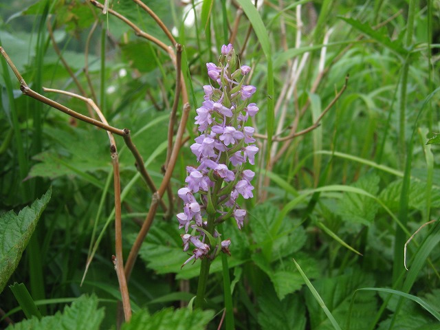 hana230126白山テガタチドリ