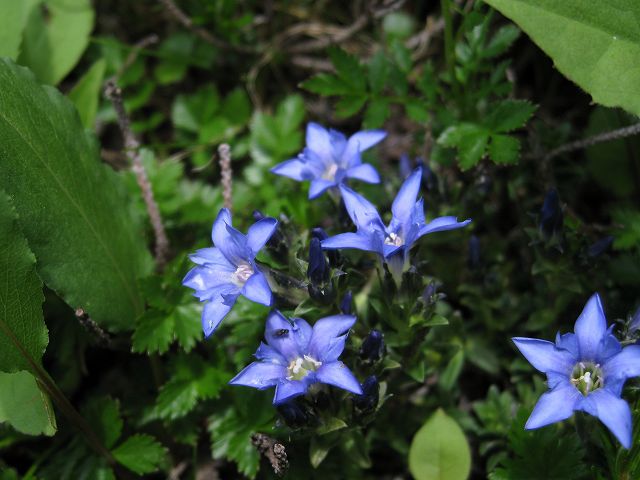 hana201228-200810木曽駒ヶ岳ミヤマリンドウ