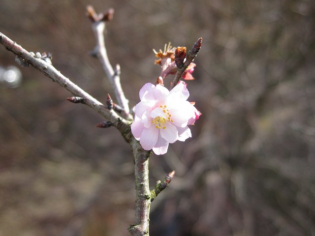 hana200102桜