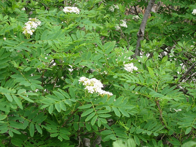 hana230114白山ナナカマド