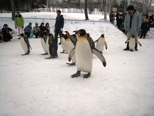 ペンギンの散歩