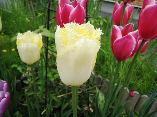 チューリップ　その６