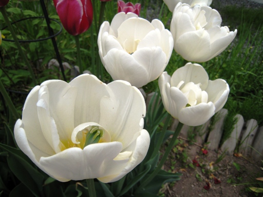 チューリップ　その７