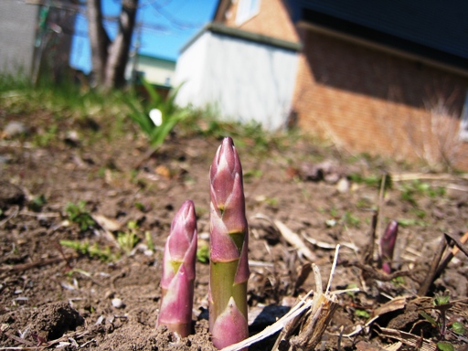 アスパラ　その２