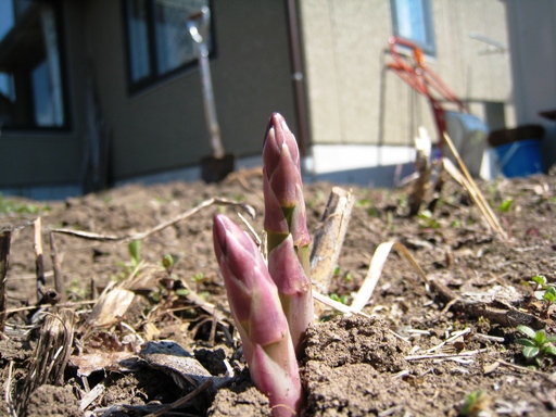 アスパラ　その３