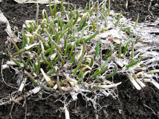 春発見　その２