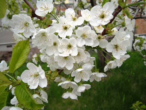 サクランボの花